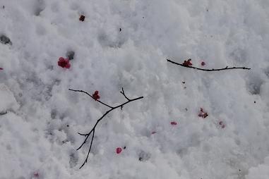 Fallen Ume in Snow.JPG